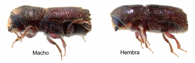 Escarabajo Perforador macho y hembra