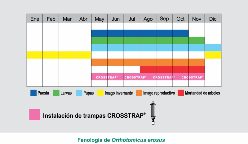 Fenología del Orthothomicus